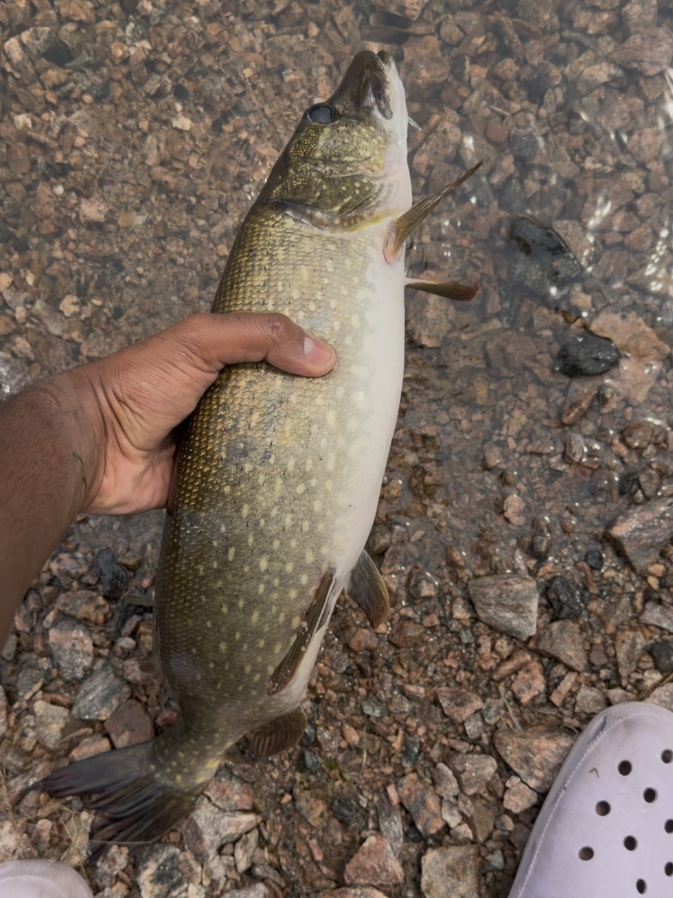 Pike - Right off the docks