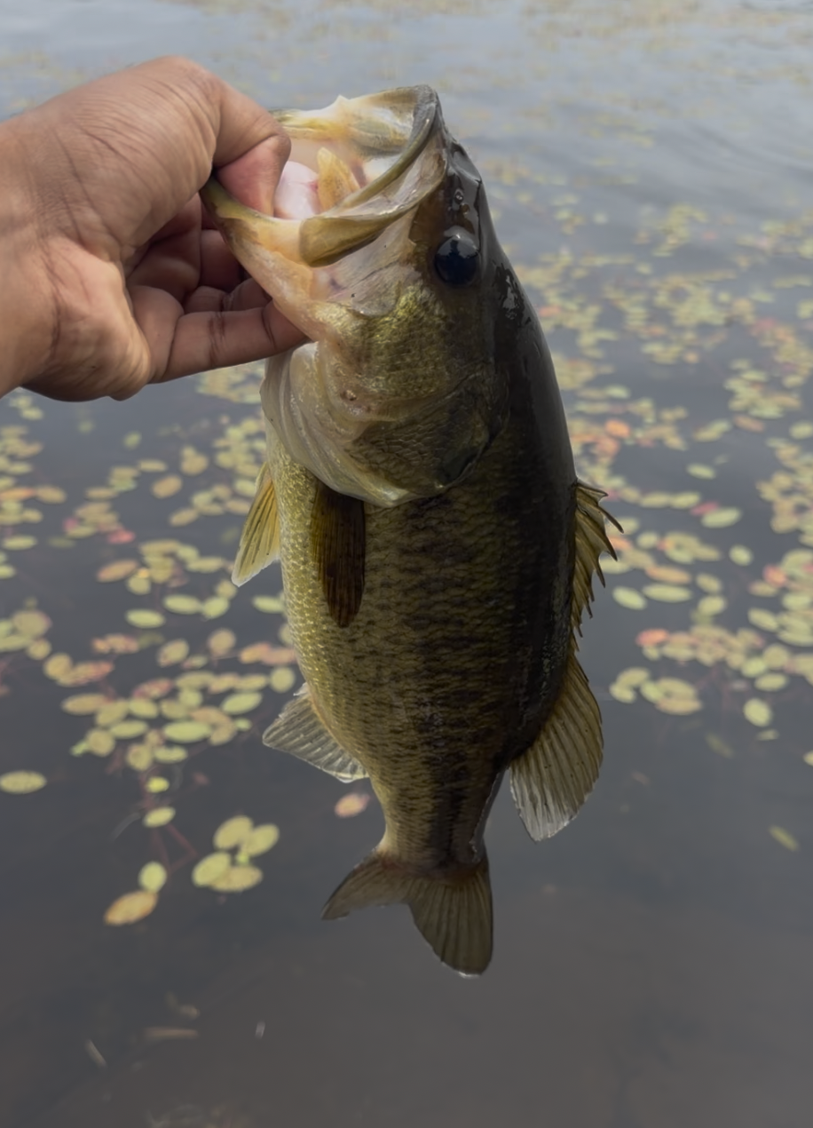 Bass - Right off the docks