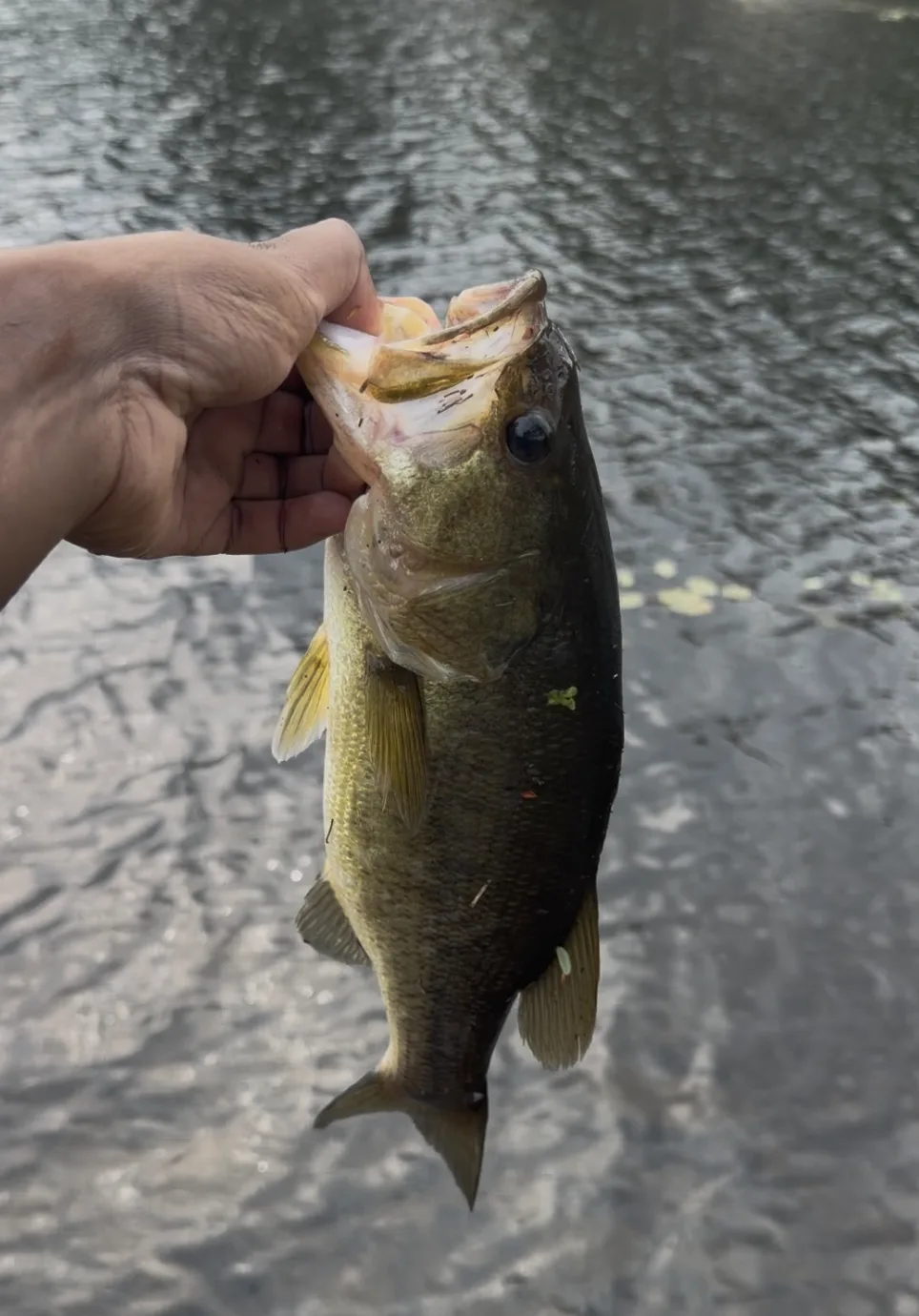 Fresh bass caught steps from the cottages