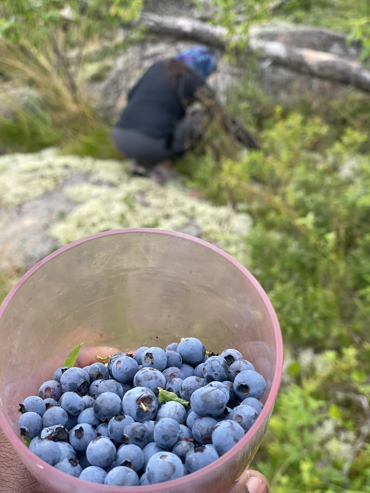 Picking Blueberries