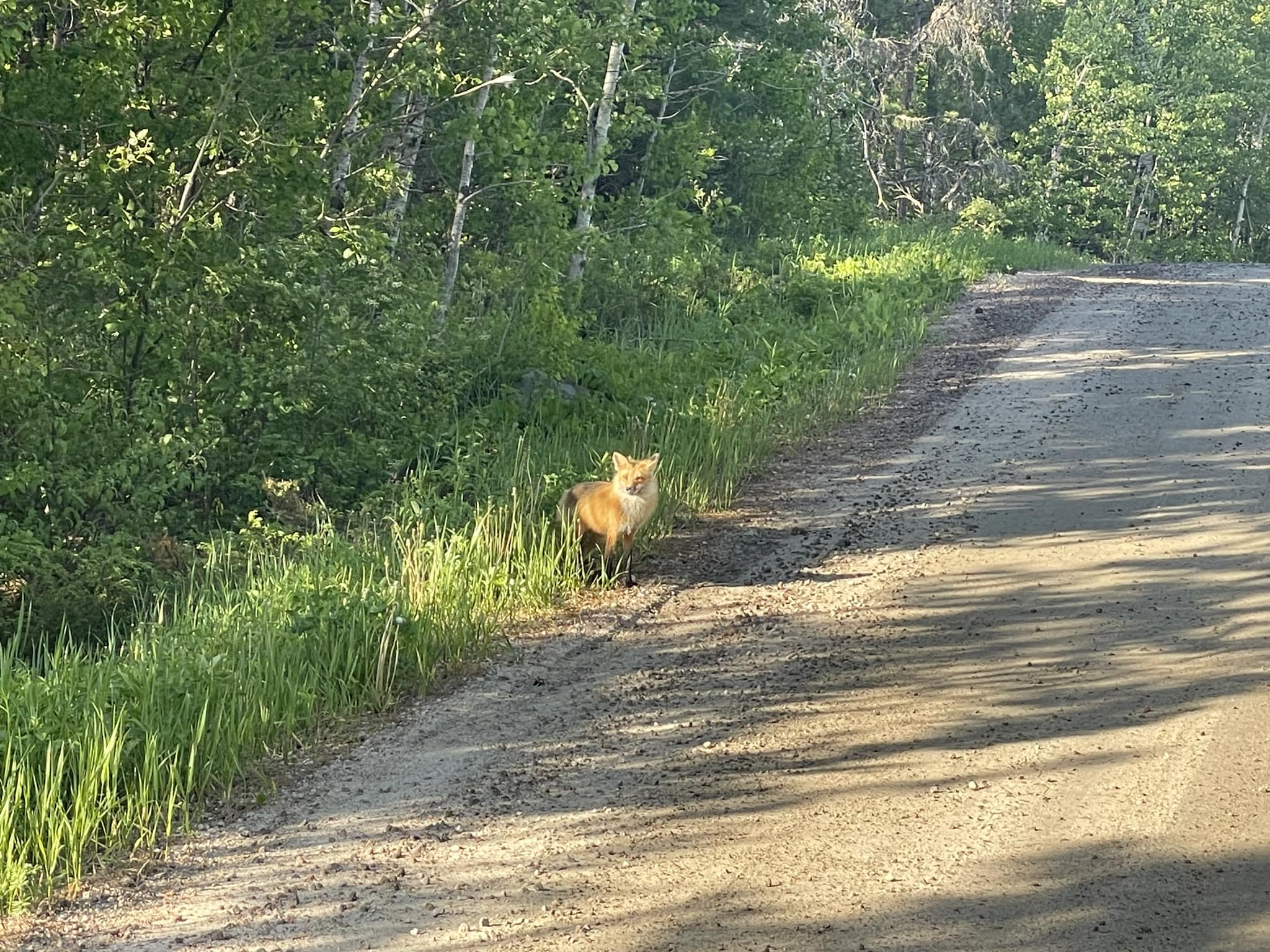 Mama Fox