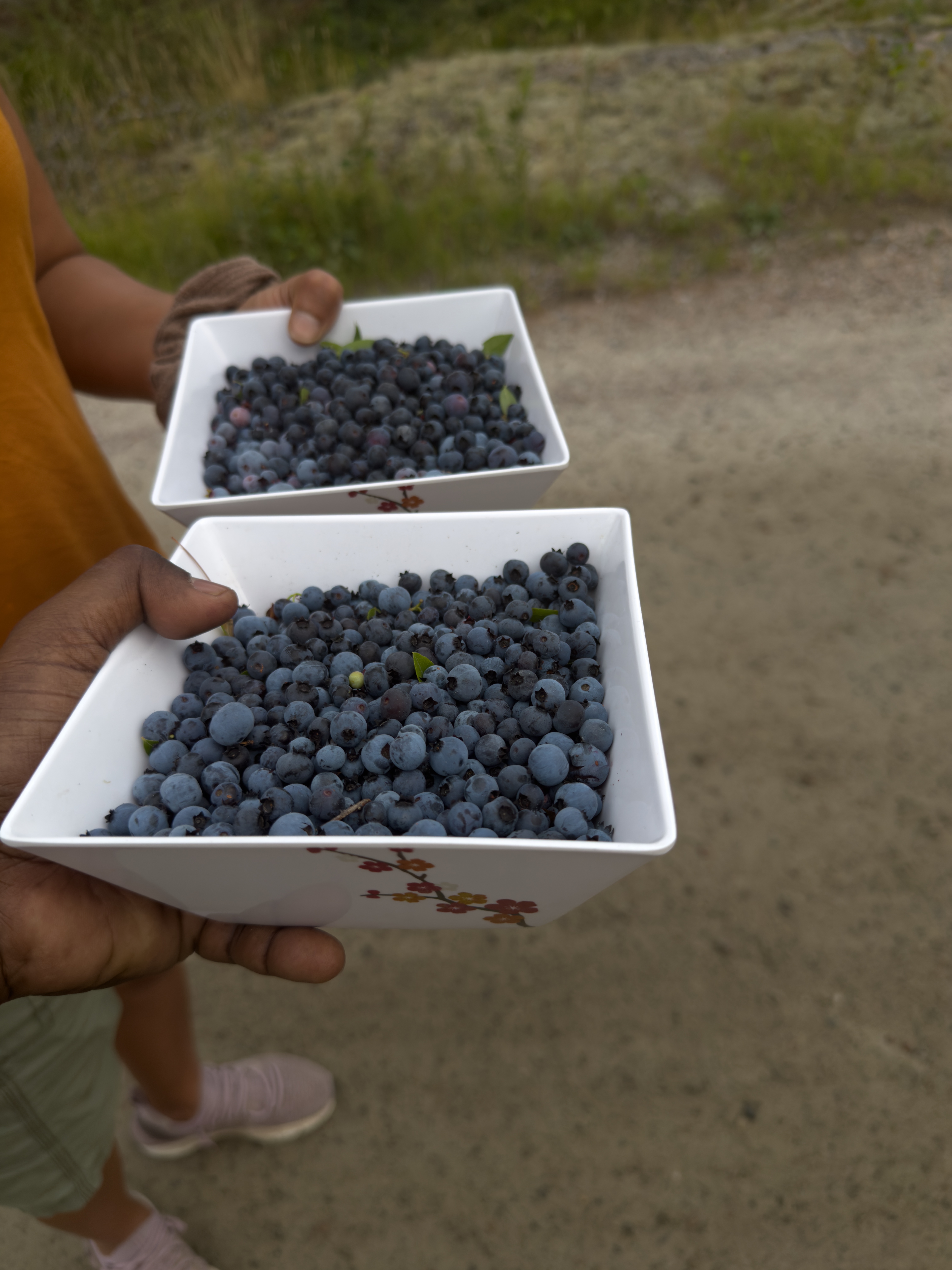 Picking Blueberries