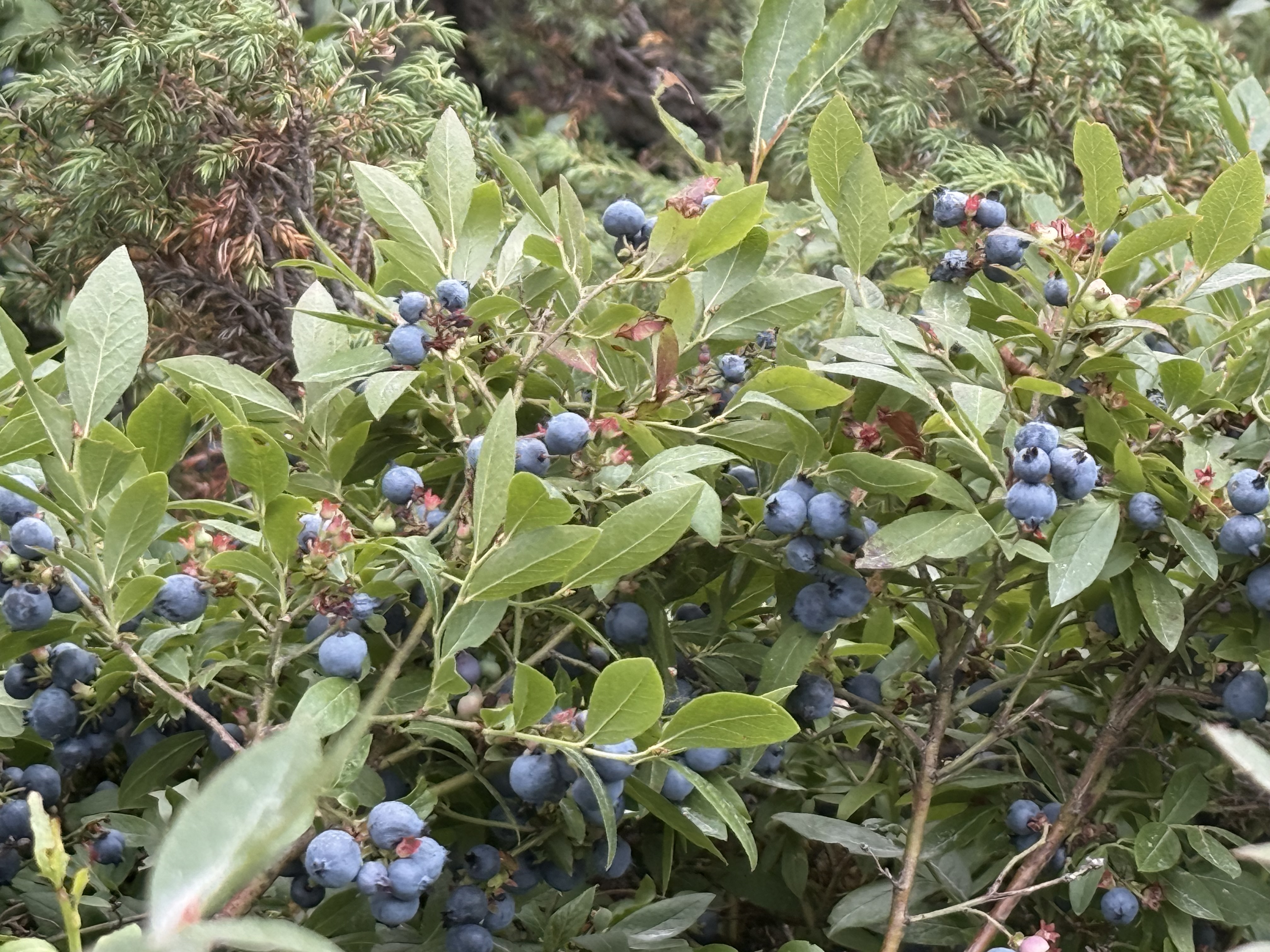 Blueberries all around!