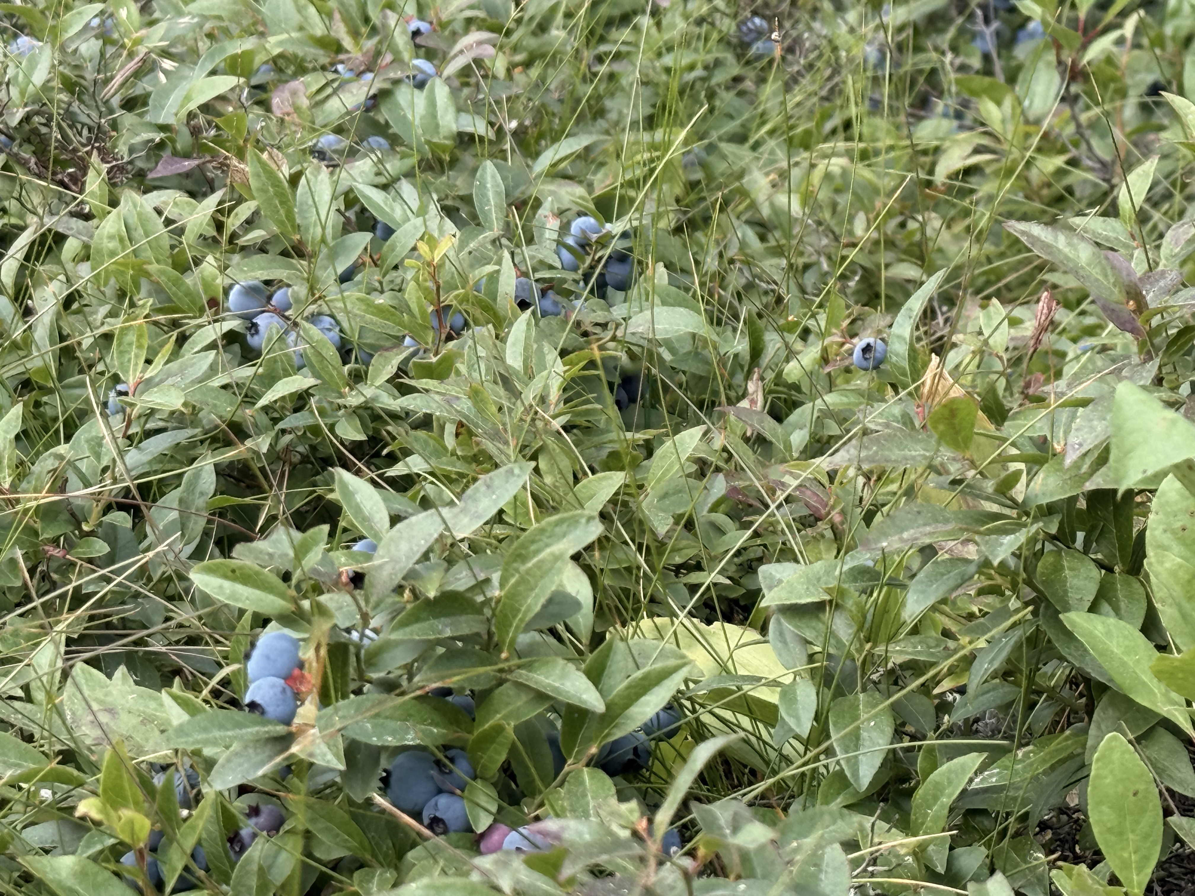 Blueberries everywhere!