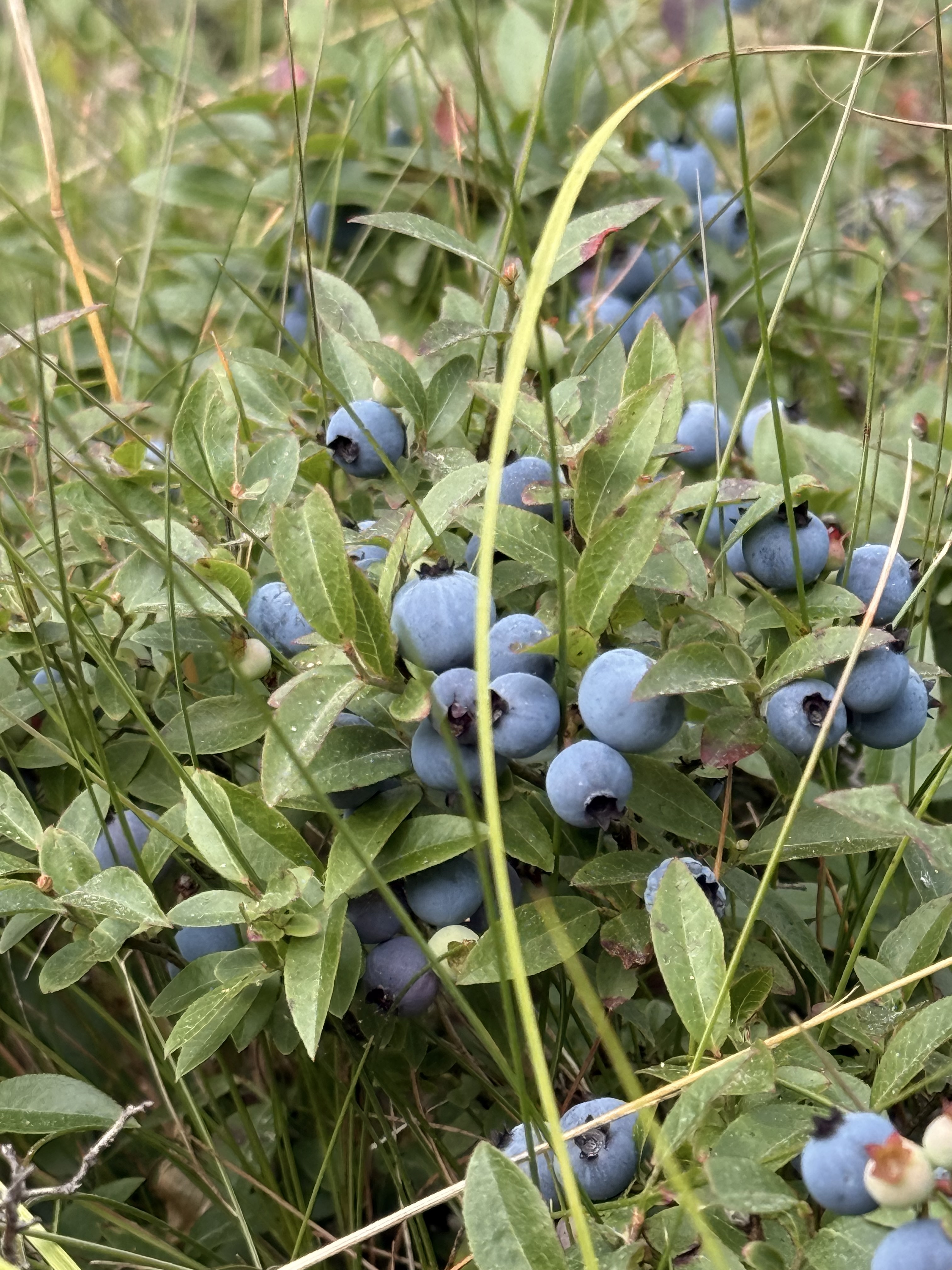 Blueberries all around!