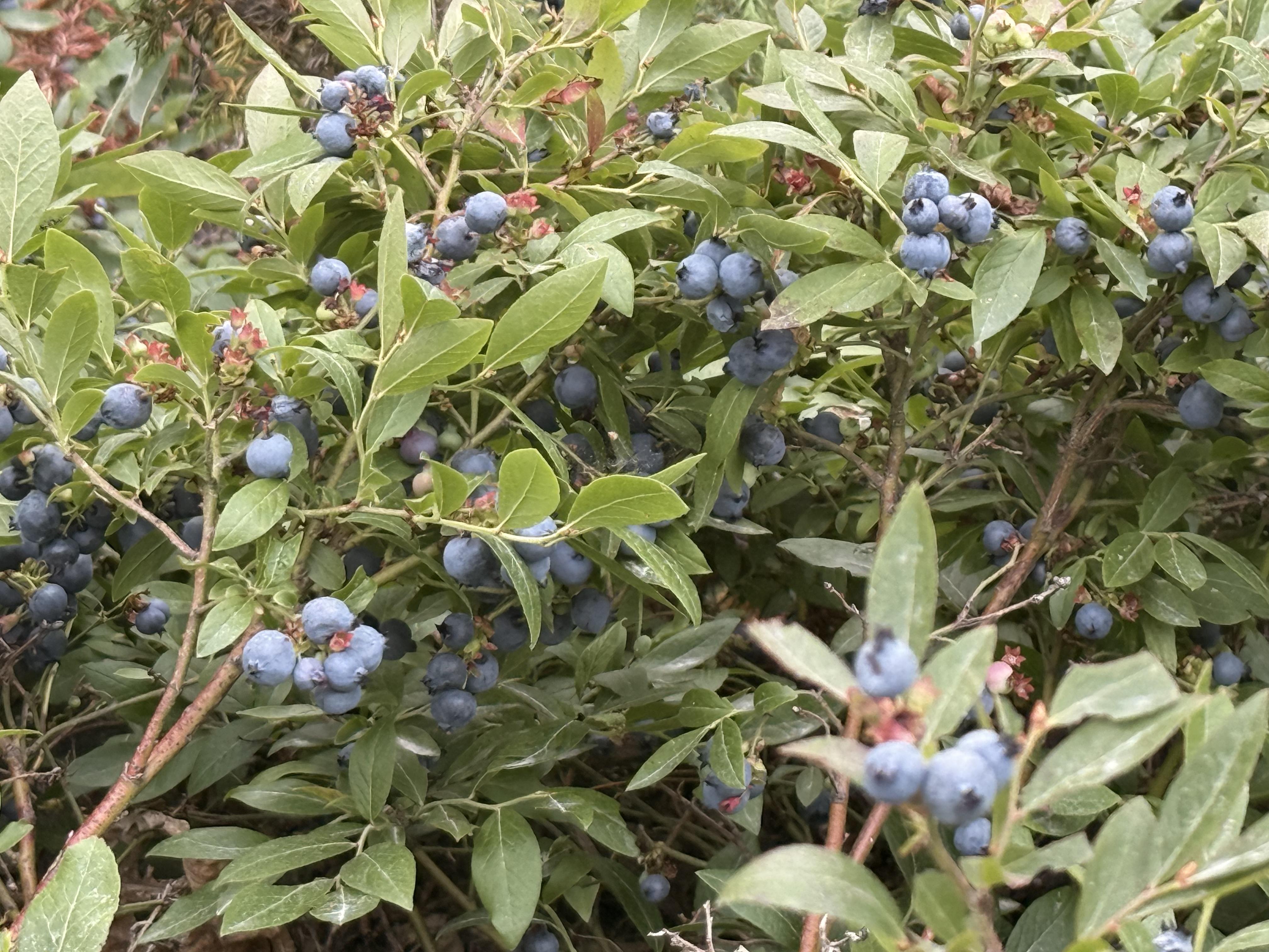 Blueberries all around!
